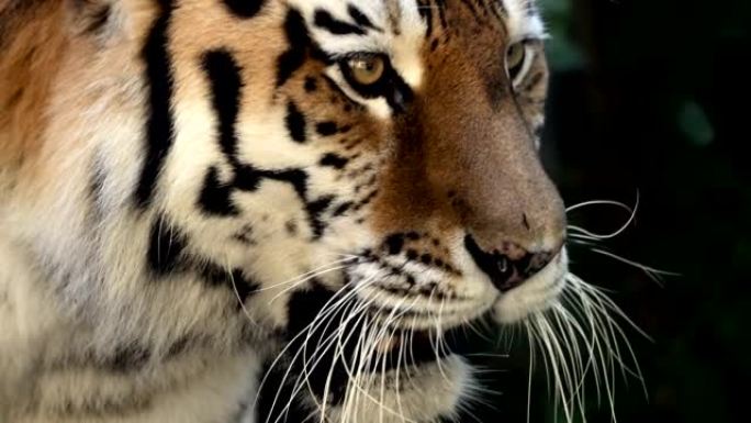 4k120 fps大雄西伯利亚虎的超慢动作视频，豹蒂格里斯阿尔泰卡在森林里行走，在早晨太阳光线下在国