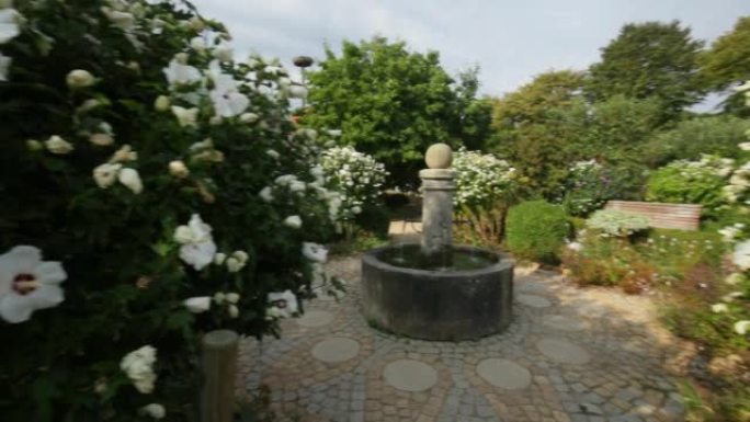 盛开的芙蓉灌木。美丽的花卉公园和喷泉。芙蓉白花和喷泉。