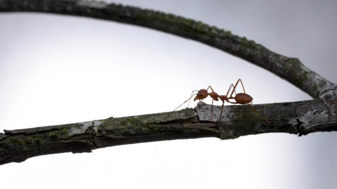树枝蚂蚁行走