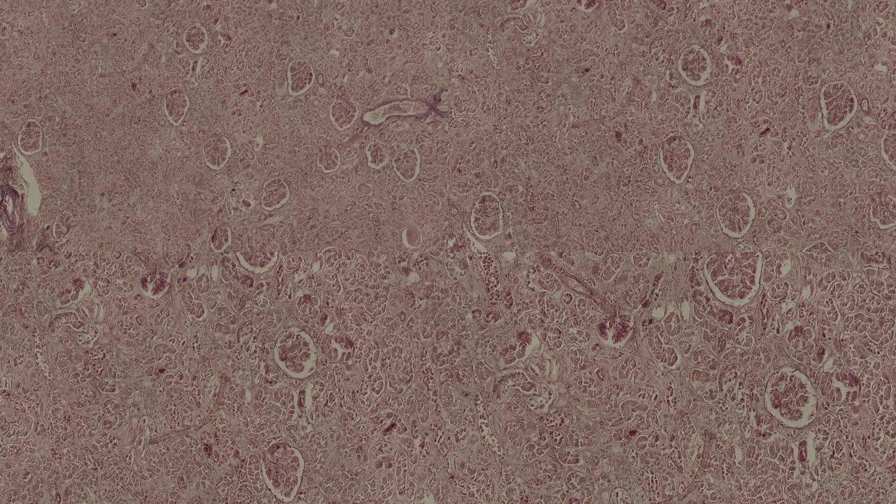 显微镜下人类肾脏细胞的动画
