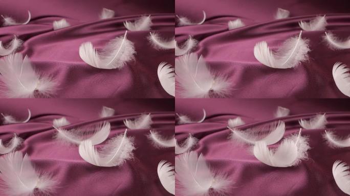 白天鹅的羽毛落在紫罗兰的梅子丝上。慢动作。