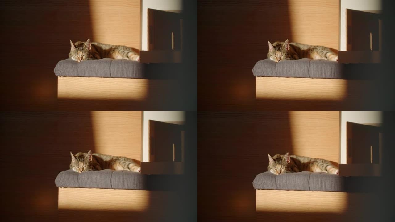虎斑猫睡眠小猫咪特写实拍素材