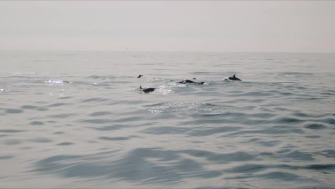 一群海豚跳出海水4K 48FPS慢镜头