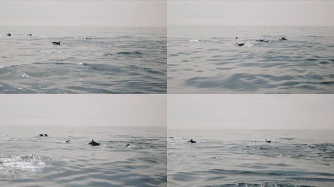 一群海豚跳出海水4K 48FPS慢镜头