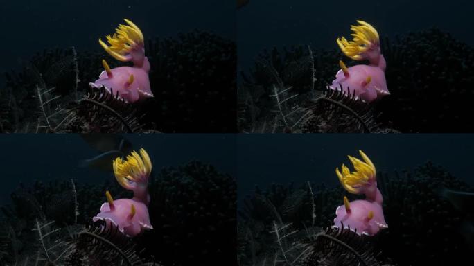 明亮的粉红色裸枝与流动的黄色花卉水下创意照明。海洋研究