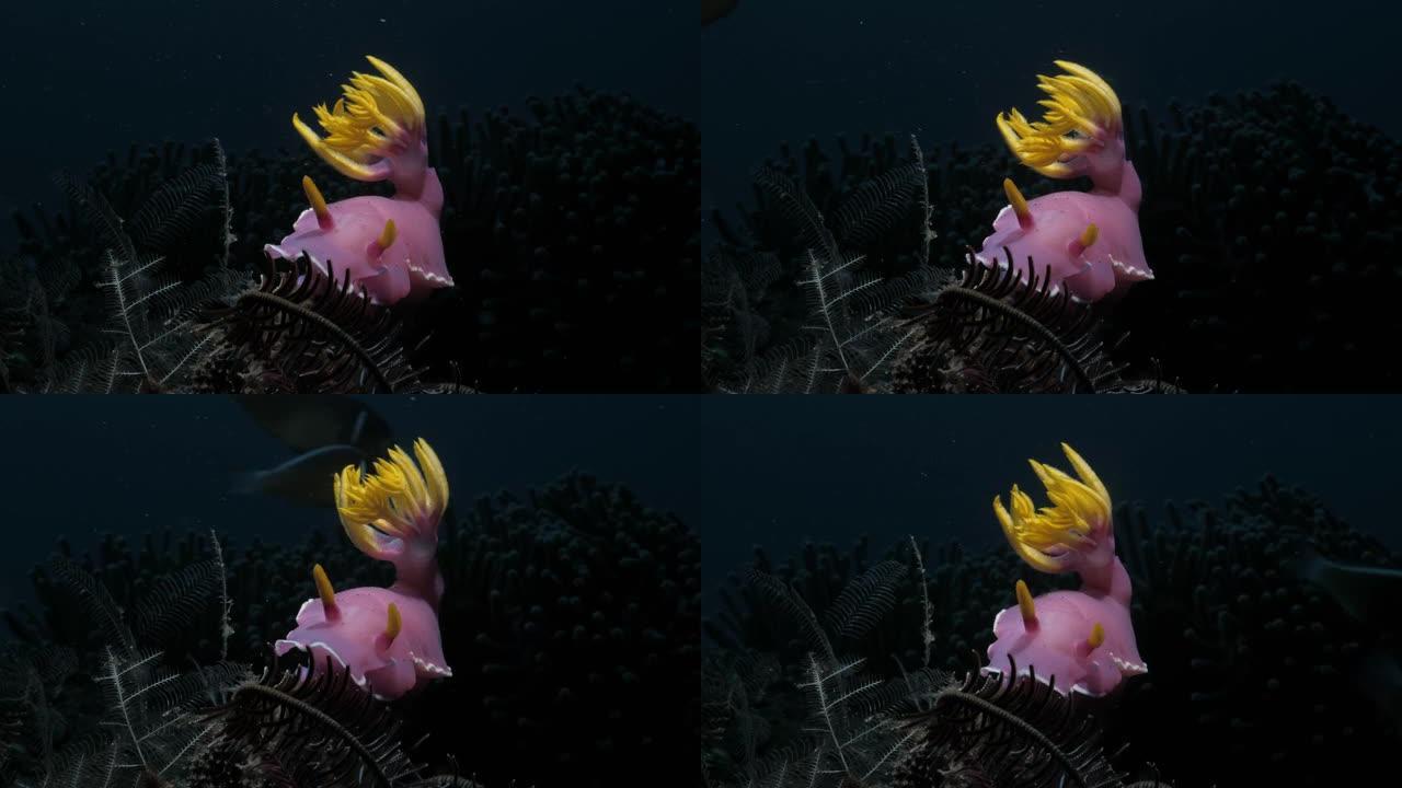 明亮的粉红色裸枝与流动的黄色花卉水下创意照明。海洋研究