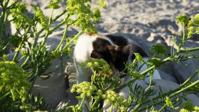 街头猫利用阳光洗脸