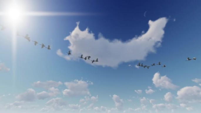 天鹅群在蓝天上飞翔，loop，4K.mo v
