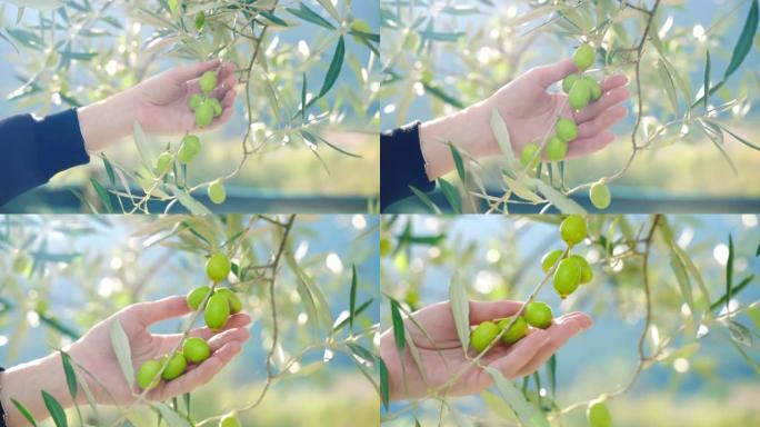 橄榄树树枝上有成熟的绿色水果，在山脉和阳光的背景下，农民用手触摸树枝上生长的新鲜大橄榄，从树枝上滴下