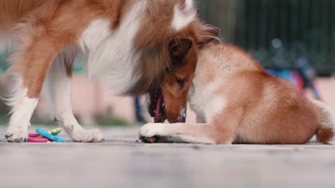 可爱的柴犬躺在地上咬一块木头，粗糙的牧羊犬和它一起玩，两只友好的狗在一起，4k慢动作镜头，城市宠物生