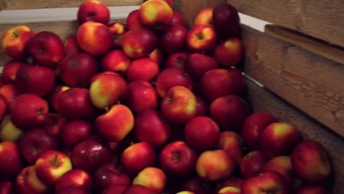 木箱里的苹果准备装运。冷库内部。有苹果的大型配送仓库。广告录像。果汁、苹果酒、醋生产。食品厂。水果工