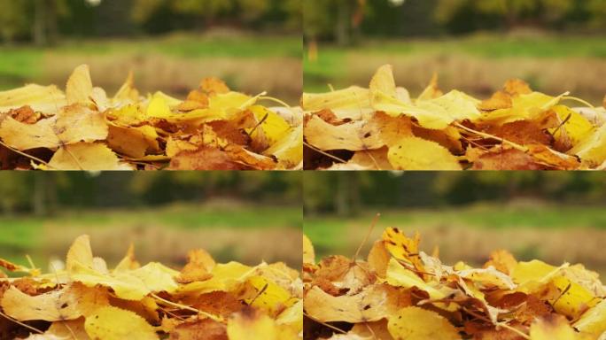 黄色的叶子从树上掉到地上。叶子在地上。秋季概念。