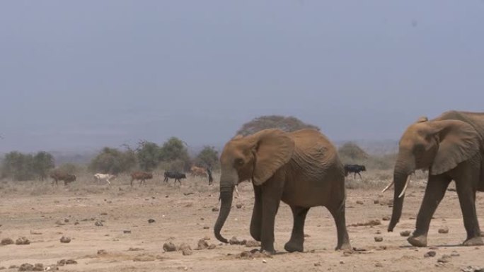 旱季，一群大象走过吃草的马赛牛。