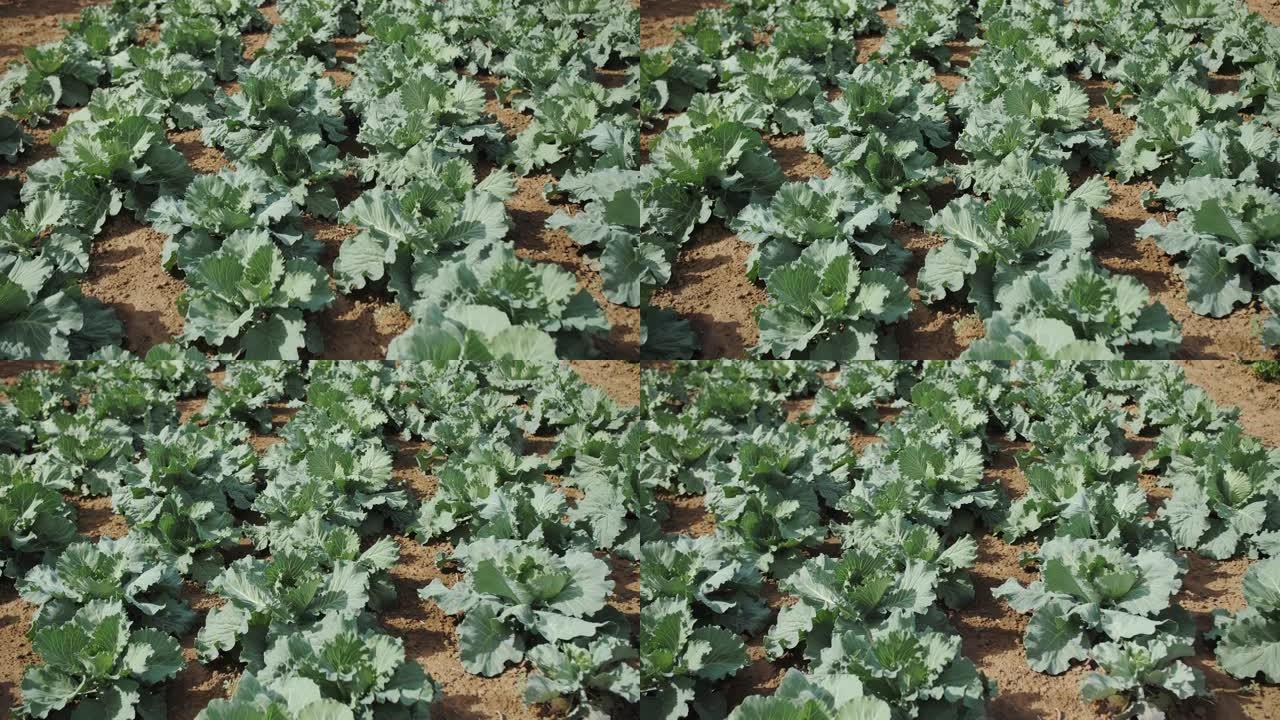 白菜田的镜头，种植蔬菜