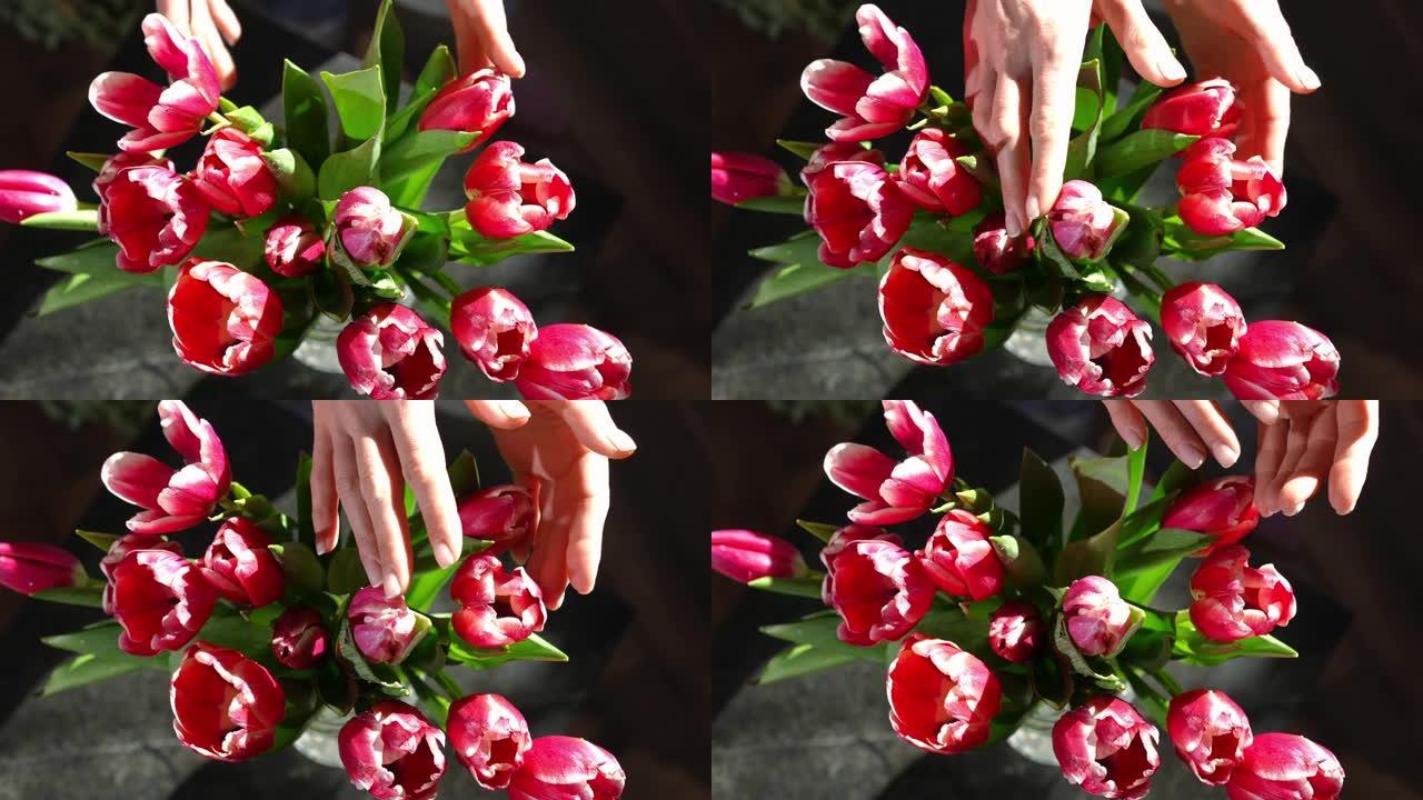 俯视红色郁金香，雌性手在慢动作中爱抚花瓣。无法辨认的苗条白人妇女在阳光下在室内抚摸一束鲜花。
