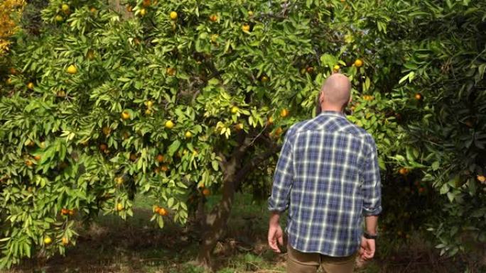橙色收获。水果在树枝上，农民手工采摘新鲜食物。土耳其地中海的秋季。