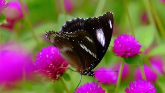 Slow motion of a butterfly in a flower garden.