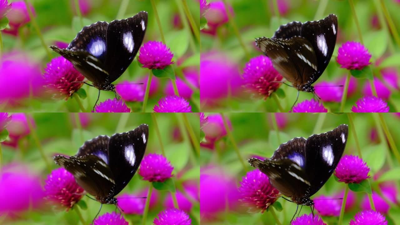Slow motion of a butterfly in a flower garden.