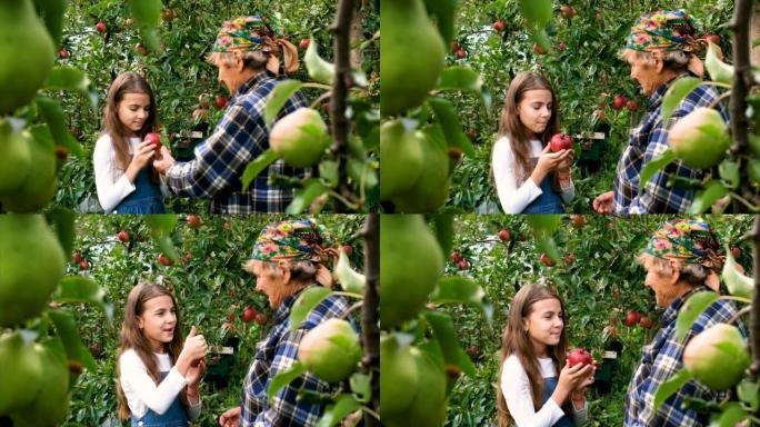 祖母和孩子在花园里吃苹果。选择性聚焦。食品。