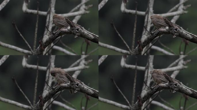 斯里兰卡黄嘴噪鹛飞禽野鸟站在枝头益鸟小鸟