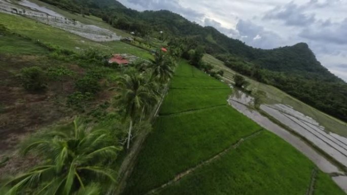 靠近手掌飞行。亚洲传统稻田农业农业种粮园