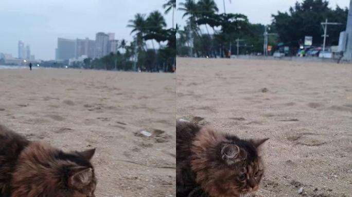 可爱的猫在海滩上散步