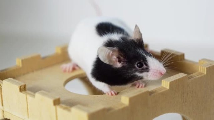 花式鼠标，花式鼠标，装饰鼠标特写位于浅色背景上的木制玩具上。家庭宠物。
