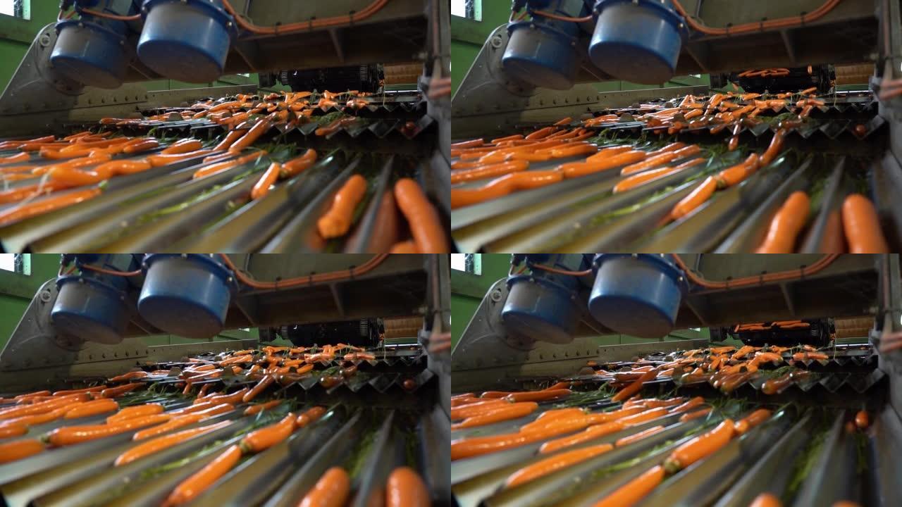 食品加工厂胡萝卜在振动胡萝卜长度分级机上的慢动作