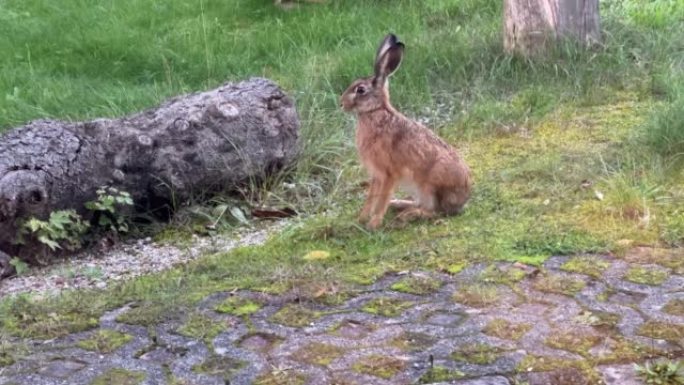 棕色野兔在家园子里吃草