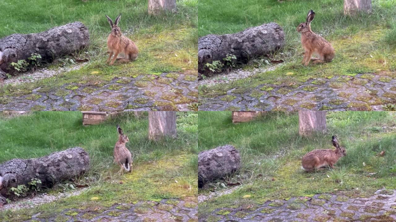 棕色野兔在家园子里吃草