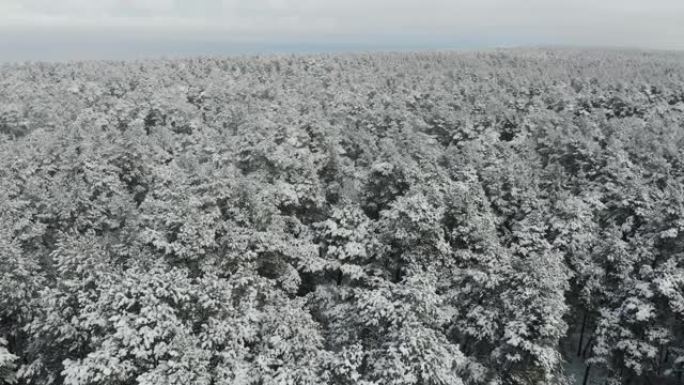 飞越白雪皑皑的冬季森林树梢