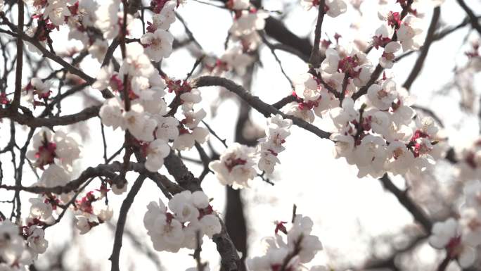 春季盛开的桃花在微风中微微颤动4K实拍