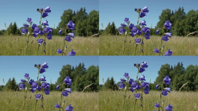 在爱沙尼亚的紫色花朵上飞翔的蝴蝶