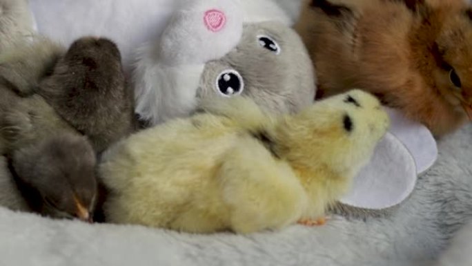 小家禽或一些鸡在床罩上的床上睡着了。卧室里可爱的小鸡头在毯子上眨眼眼皮昏昏欲睡