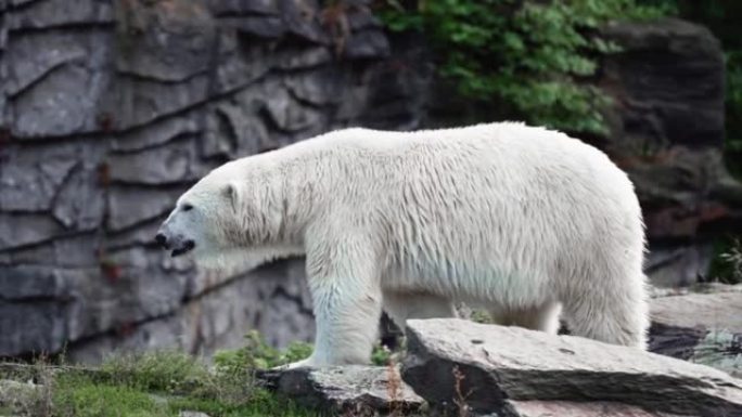 白北极熊去散步