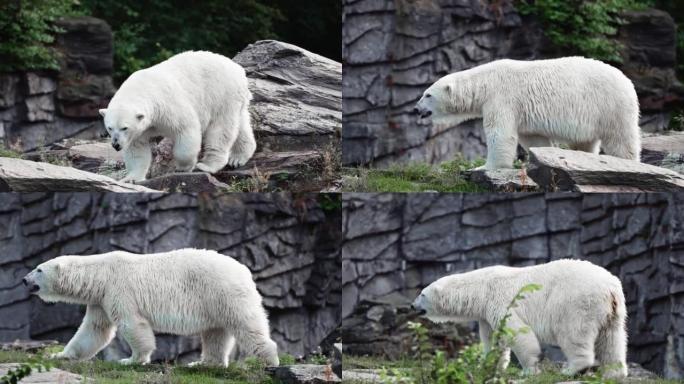 白北极熊去散步
