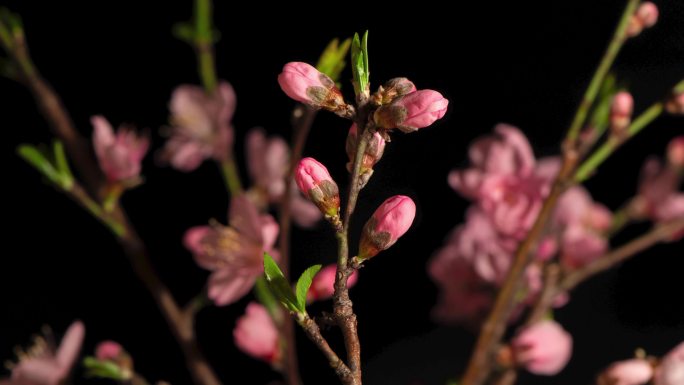 桃花 开花 延时摄影