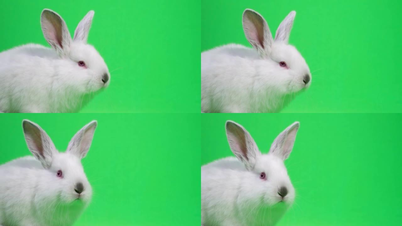 小白兔环顾四周，嗅探并移动耳朵，孤立在绿色背景上