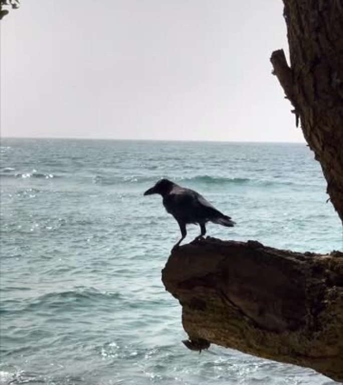 黑色乌鸦坐在异国情调的树枝上的4k垂直镜头斯里兰卡的成本。然后它飞走，打开翅膀。动物，自然或生态概念