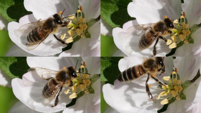 宏射蜜蜂授粉春树白花盛开。慢动作飞行蜜蜂覆盖着花粉，从白色苹果花中收集花蜜。春天的苹果花关闭。