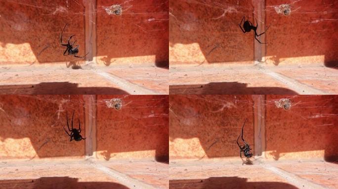 一个黑寡妇准备她的蜘蛛网来捕猎她的猎物