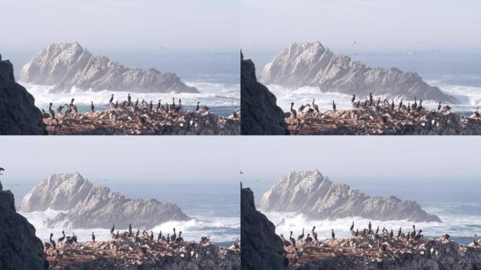 鹈鹕群，洛基悬崖岛，海洋，点罗伯斯，加利福尼亚。飞鸟