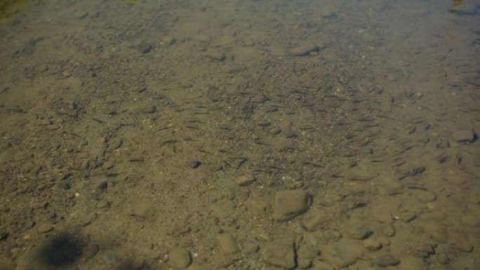 山河里的小鱼。山河鱼苗捕获水面上的苍蝇