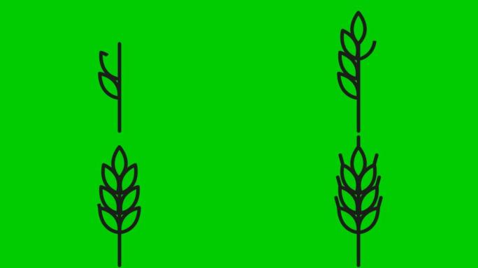 麦穗的动画黑色符号。收获、食物、面包的概念。线性图标。矢量插图孤立在绿色背景上。