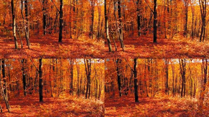 晴天秋天颜色的森林深度高清视频