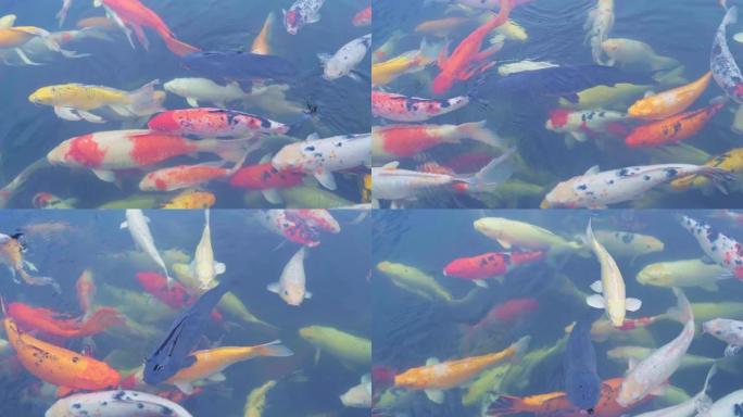 五颜六色的锦鲤鱼在池塘里成群结队地游泳。