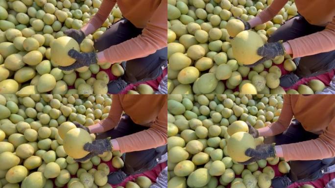 一名妇女正在选择堆放在地上的成熟柚子