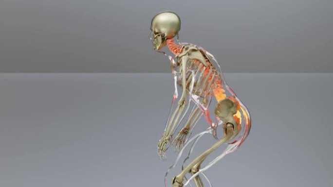 脊髓脊柱颈椎人体骨骼系统解剖概念。骨干上的红色，痛苦的脊柱的医学上准确的插图，男性受伤的骨干，抓举，