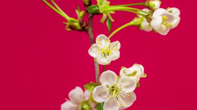 4k垂直时间推移的酸樱桃树花开花落，生长在红色背景上。盛开的樱桃小白花。按16:9的比例计时。以弧线