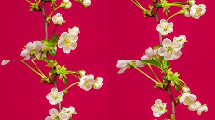 4k垂直时间推移的酸樱桃树花开花落，生长在红色背景上。盛开的樱桃小白花。按16:9的比例计时。以弧线